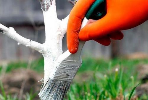 Чем подкормить черешню осенью. Уход за черешней осенью: какие основные правила?