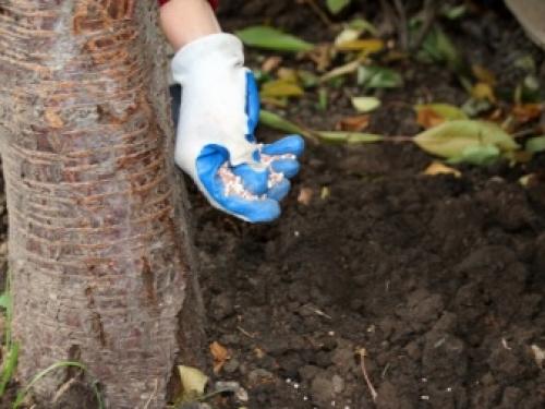 Чем подкормить грушу осенью 2022 года. Виды удобрений 07 Чем подкормить грушу осенью 2022 года. Виды удобрений 07