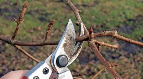 Чем обработать грушу осенью. Уход за грушей осенью