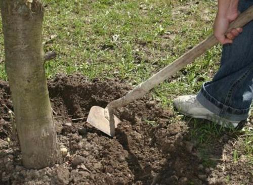 Чем подкормить яблоню и грушу осенью для лучшей зимовки. Виды подкормки 08