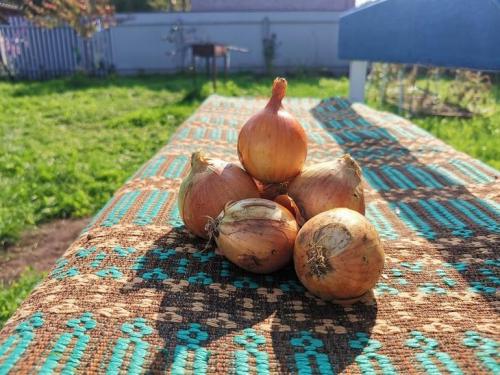 Как хранить свеклу в домашних условиях правильно. Подготовка 01