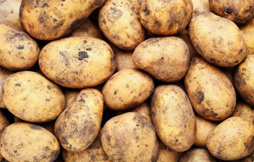 Как хранить картошку в квартире и погребе. Создаем условия