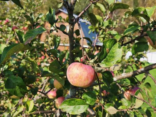 Как хранить морковь в квартире. Хранение моркови в квартире 04