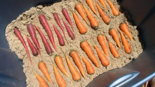 Как хранить морковь в квартире. Хранение моркови в квартире