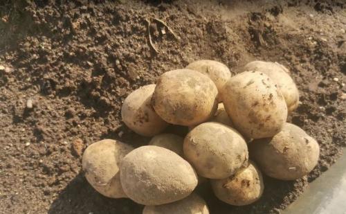 Как хранить морковь в квартире. Хранение моркови в квартире 03