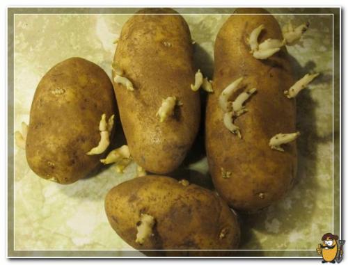 Почему прорастает картошка в погребе. Причины прорастания картофеля