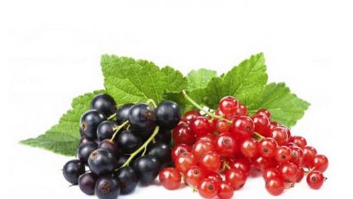 Красная смородина из семян. Выращивание смородины дома из веточки