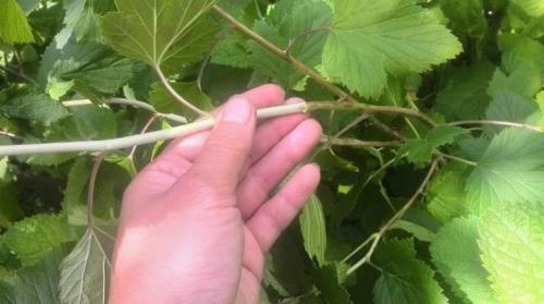 Смородина из семян. Как можно размножить красную смородину?