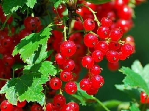 4 способа вырастить смородину. Где посадить? 09