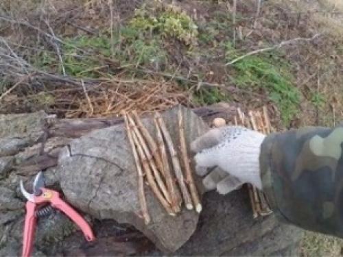 4 способа вырастить смородину. Где посадить? 10