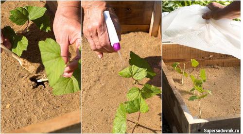 4 способа вырастить смородину. Где посадить? 01