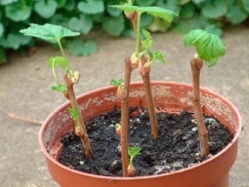 4 способа вырастить смородину. Где посадить? 08