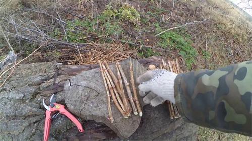 Размножение смородины черенками осенью. Преимущества и недостатки размножения смородины осенью