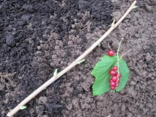 4 способа вырастить смородину. Где посадить? 11