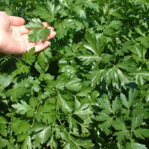 Петрушка листовая итальянский гигант: история и культура в Украине 05 Петрушка листовая итальянский гигант: история и культура в Украине 05