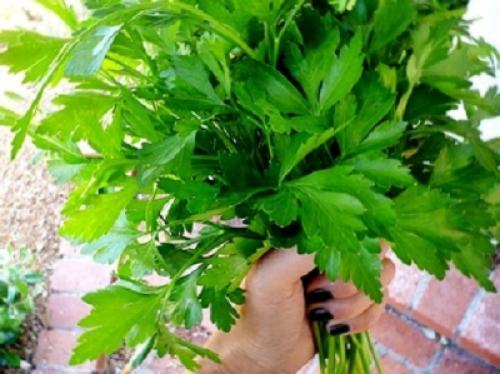 Петрушка листовая итальянский гигант: история и культура в Украине 06 Петрушка листовая итальянский гигант: история и культура в Украине 06