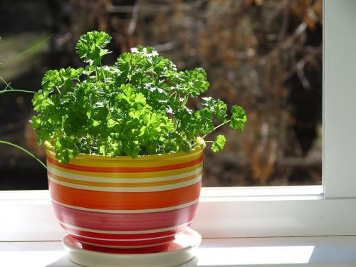 Как Петрушка листовая итальянский гигант повлиял на украинский народный костюм. Как выглядит петрушка