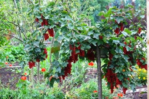 Как вырастить смородиновое дерево. Смородина на штамбе: как выращивать штамбовую смородину