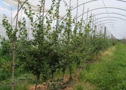 Сажаем смородину на штамбе. Выращивание смородины на штамбе 02