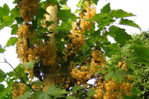 Красная смородина на штамбе. Выбор сорта штамбовой смородины