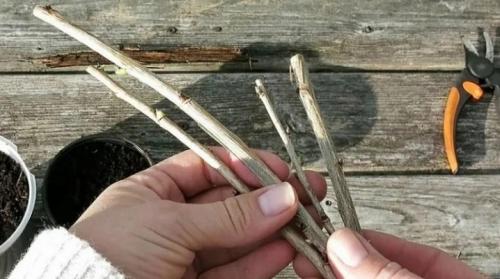 Размножение смородины. Как можно размножить смородину?