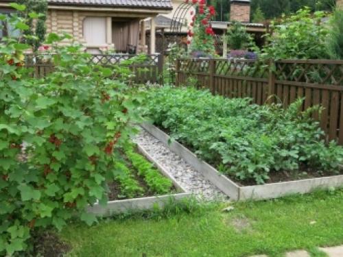 Выращивание смородины на штамбе по всем правилам легко. Изюминка садового декора — смородина на штамбе: все о ее формировании и выращивании 03