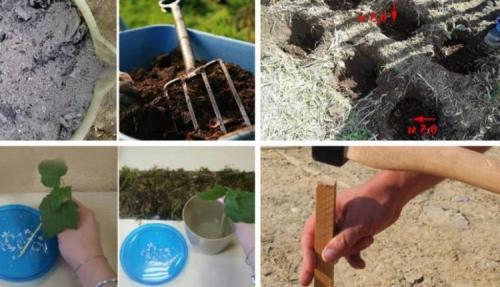 Смородина на штамбе уход. Как вырастить смородину на штамбе самостоятельно: пошаговая инструкция