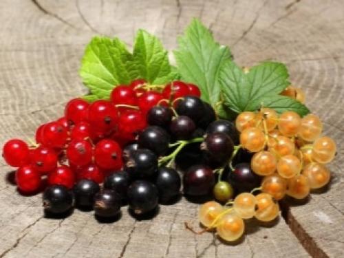 Выращивание смородины на штамбе по всем правилам легко. Изюминка садового декора — смородина на штамбе: все о ее формировании и выращивании 04