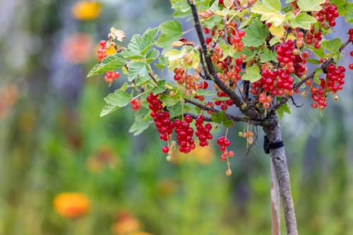 Смородина дерево. Штамбовая смородина: как ее правильно вырастить