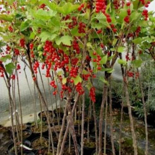 Смородина на штамбе, как выращивать штамбовую смородину. Лучшие сорта смородины для штамбовой формы 08