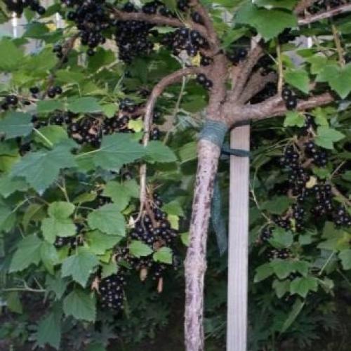 Смородина на штамбе, как выращивать штамбовую смородину. Лучшие сорта смородины для штамбовой формы 09