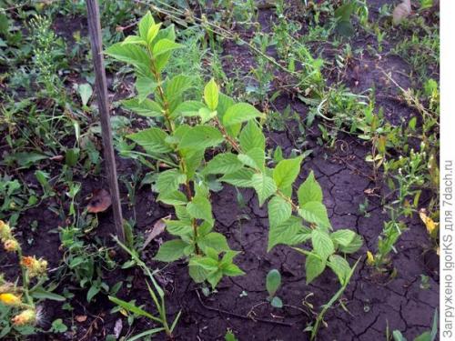 Размножение войлочной вишни косточками. Как получить саженец войлочной вишни из косточки