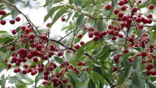 Как выращивать войлочную вишню. Войлочная вишня – ценная столовая и декоративная культура