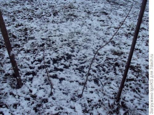 Размножение войлочной вишни косточками. Как получить саженец войлочной вишни из косточки