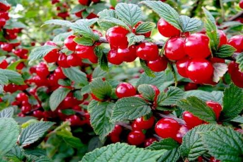 Войлочная вишня плюсы и минусы. Вишня Войлочная