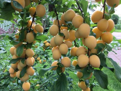 Как выращивать войлочную вишню. Войлочная вишня – ценная столовая и декоративная культура