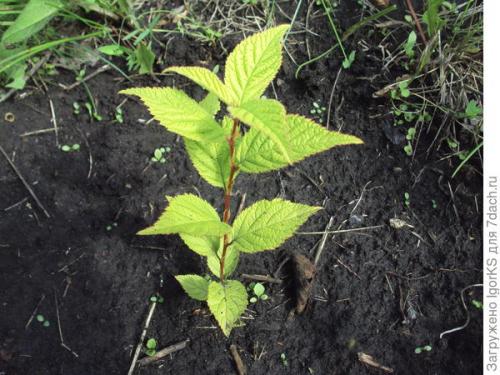 Размножение войлочной вишни косточками. Как получить саженец войлочной вишни из косточки