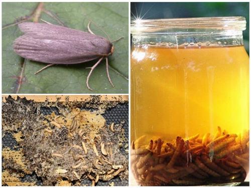 Экстракт восковой моли. На чем основано убеждение в пользе экстракта