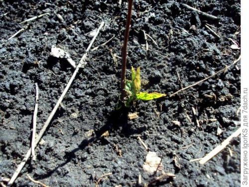 Войлочная вишня выращивание из семян. Как получить саженец войлочной вишни из косточки