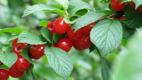 Вишня войлочная опылители. Описание