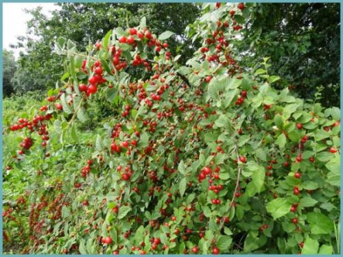 Как пересадить войлочную вишню. Описание вида и распространенных сортов