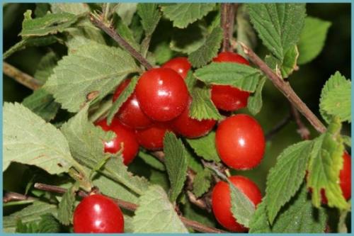 Как пересадить войлочную вишню. Описание вида и распространенных сортов