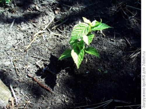 Войлочная вишня выращивание из семян. Как получить саженец войлочной вишни из косточки