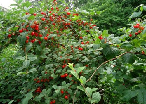 Войлочная вишня в ландшафтном дизайне. Кто такая вишня войлочная?