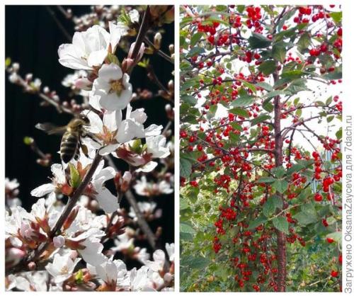 Войлочная вишня размножение. Я знаю точно: невозможное возможно! Успешно размножаем войлочную вишню черенкованием