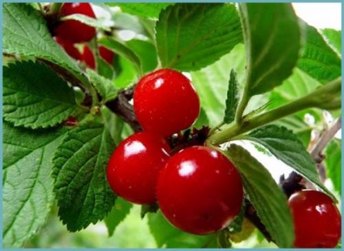 Как пересадить войлочную вишню. Описание вида и распространенных сортов