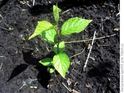 Войлочная вишня выращивание из семян. Как получить саженец войлочной вишни из косточки