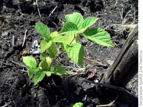 Войлочная вишня выращивание из семян. Как получить саженец войлочной вишни из косточки