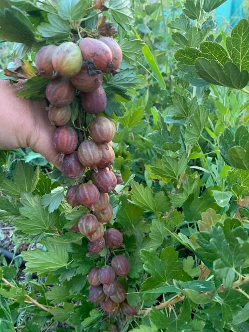 Смородина и крыжовник на штамбе. Крыжовник и смородина на штамбе: особенности формирования кроны 01