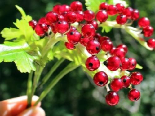 Смородина и крыжовник на штамбе. Крыжовник и смородина на штамбе: особенности формирования кроны 04